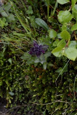 20130617-04-Skaftafell-Flora.JPG