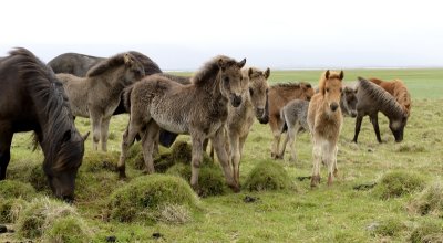 20130618-02-Icelandic Horses.JPG