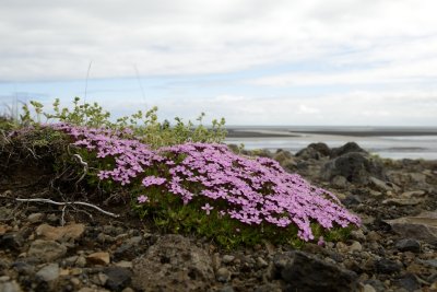 20130617-09-W1-Kvisker-Flora.JPG