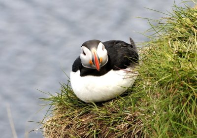 20130619-10-Puffin.JPG