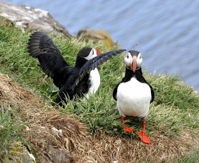 20130619-12-Puffins.JPG