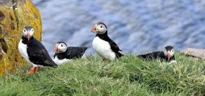 20130619-09-Puffins.JPG