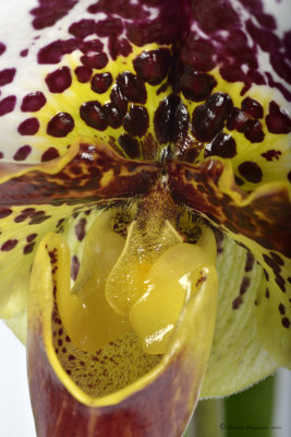 Macro of Orchid
