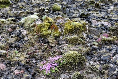 20130620-01-Myvatn-Flora.JPG