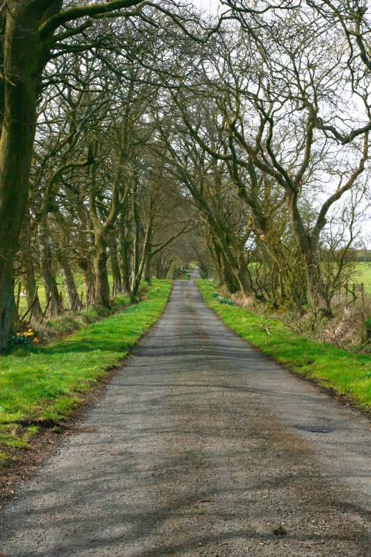 tree rd 2 mod.jpg