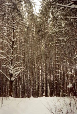 snowy pines Cloquet.jpg