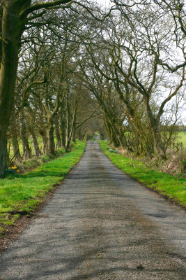 tree rd 2 mod.jpg