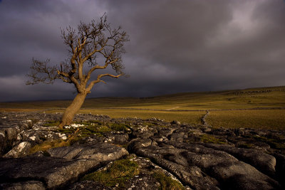 tree dales.jpg