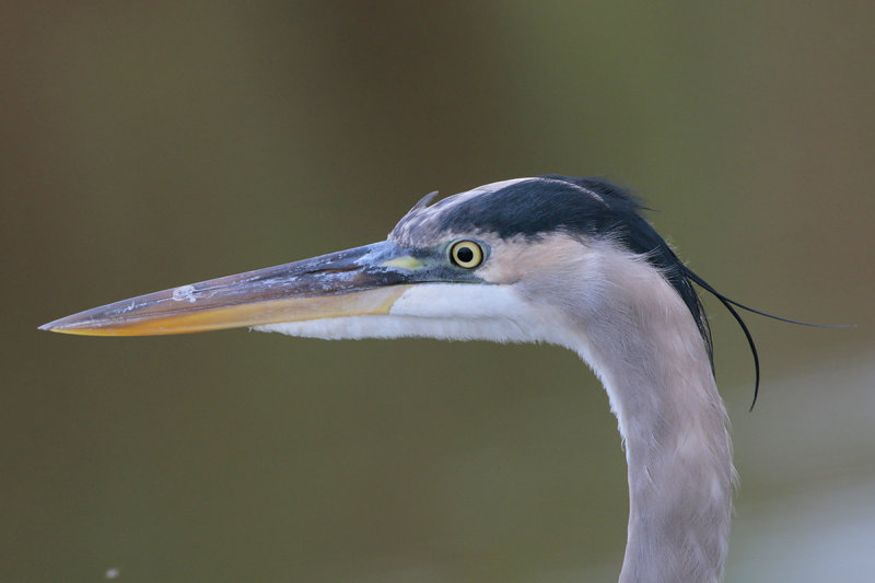 Great Blue Heron