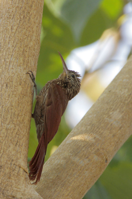 Streak-headed Woodcreeper