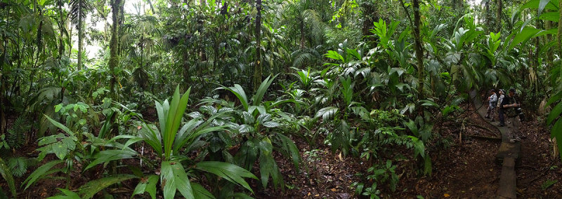 Birding at La Selva Biological Station