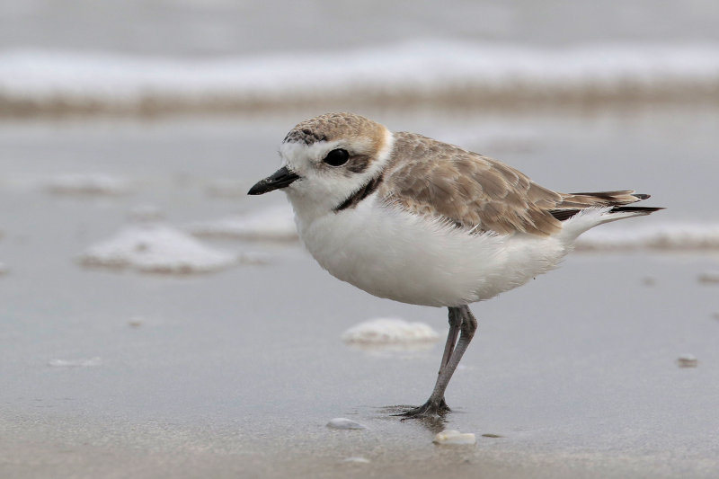 Snowy Plover