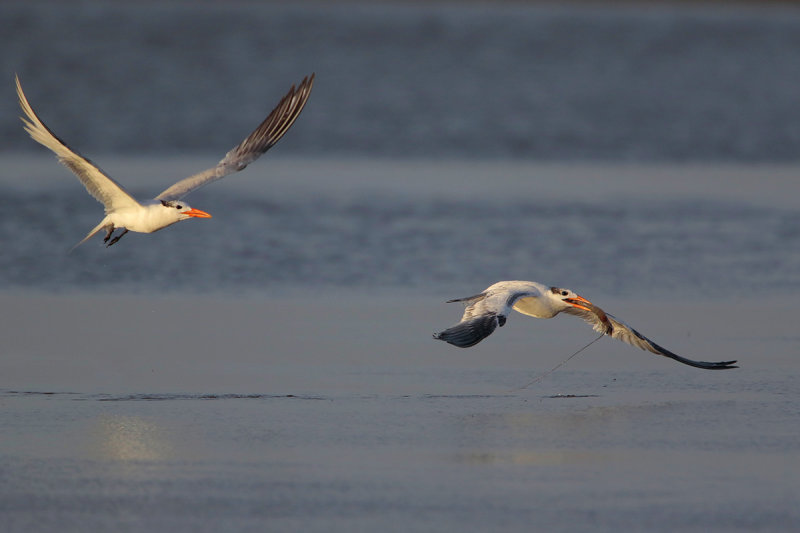 Royal Tern w/Shrimp