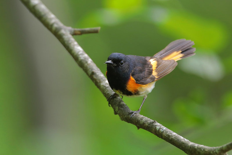 American Redstart