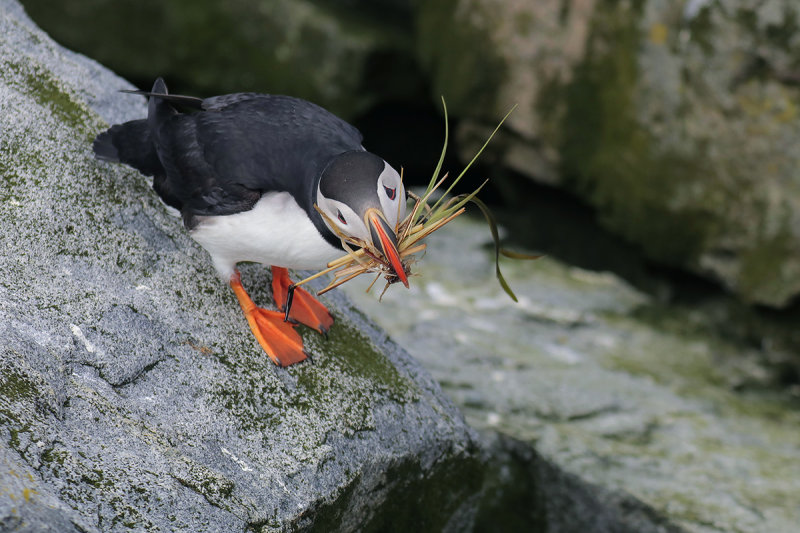 Atlantic Puffin