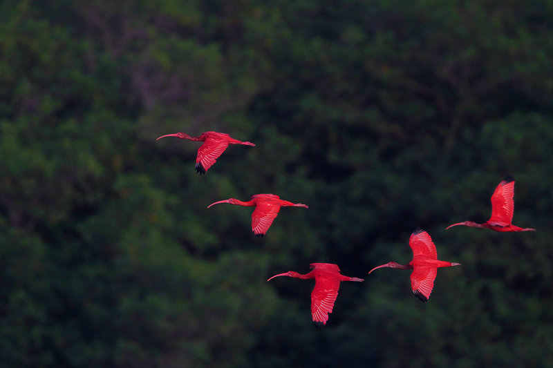 Scarlet Ibis