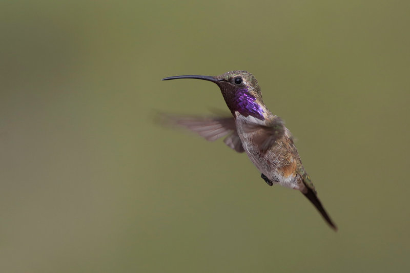 Lucifer Hummingbird