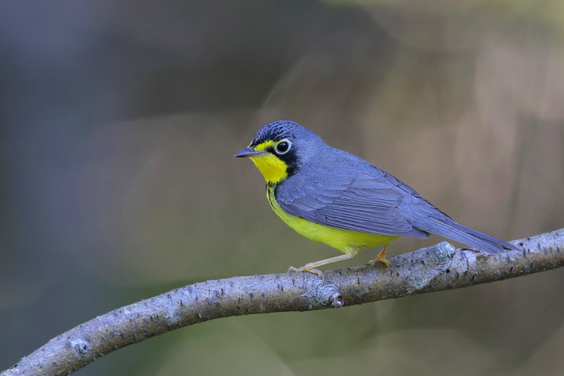 _Canada Warbler