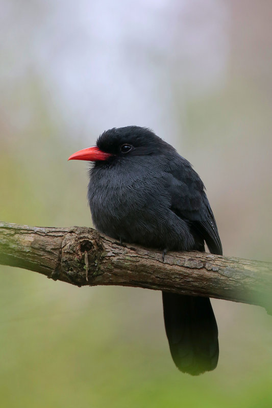 Black-fronted Nunbird