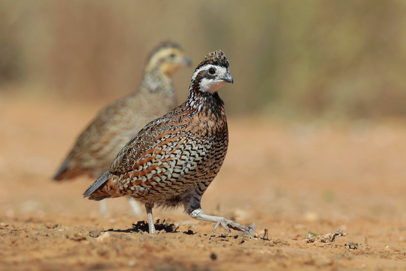 Northern Bobwhite