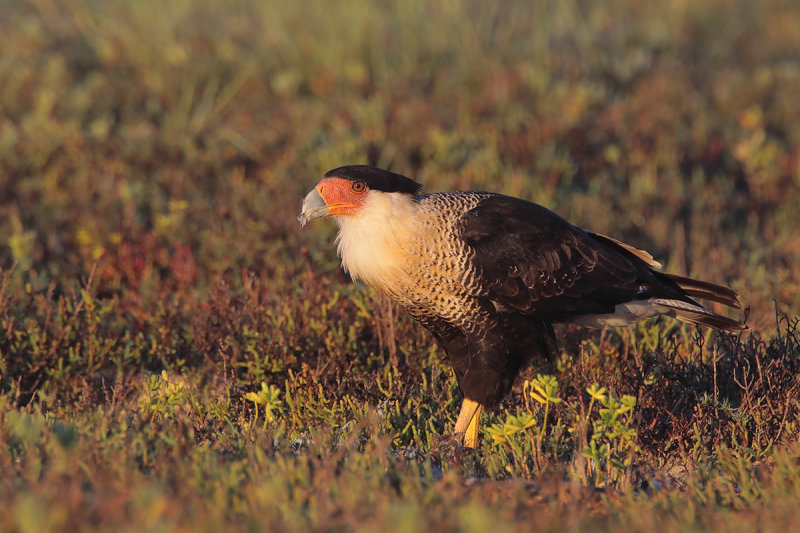 Crested Caracara