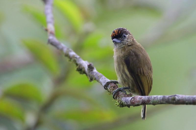 Olivaceous Piculet