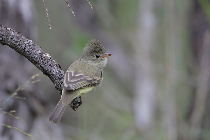 Northern Beardless Tyrannulet