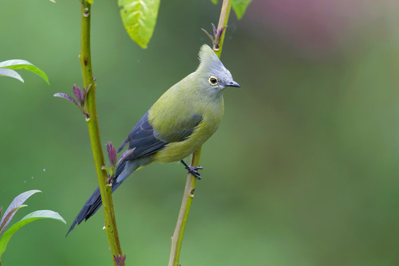 Long-tailed Silky-Flycatcher