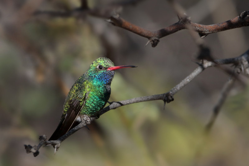 Broad-billed Hummingbird