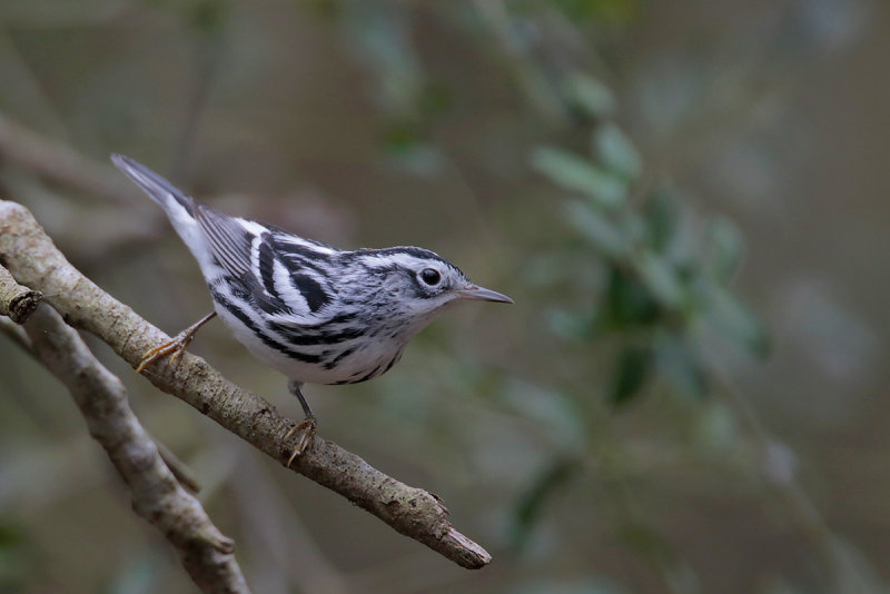 Black-and-white Warbler