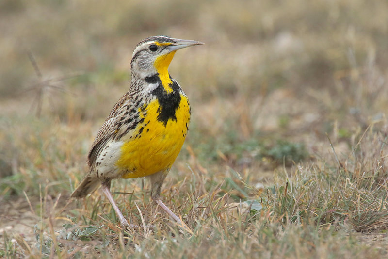 Eastern Meadowlark