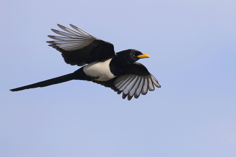 Yellow-billed Magpie