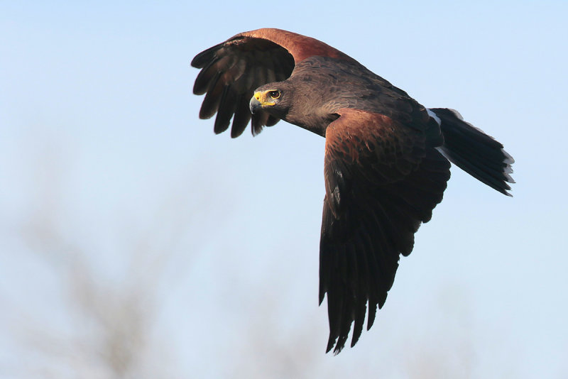 Harriss Hawk