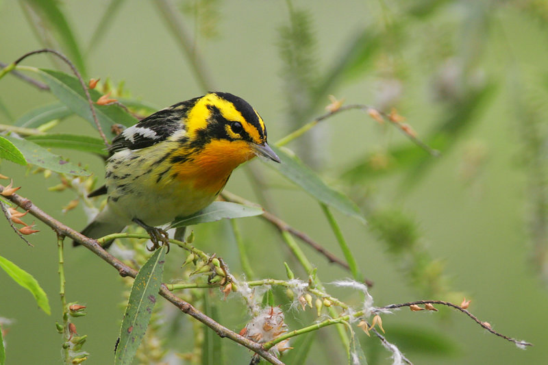 Blackburnian Warbler