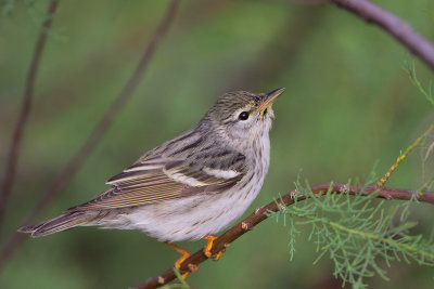 Blackpoll Warbler