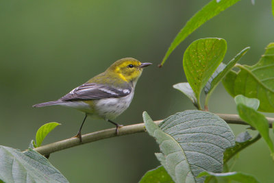 Black-throated  Green Warbler