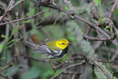 Black-throated Green Warbler