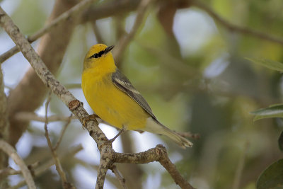 Blue-winged Warbler