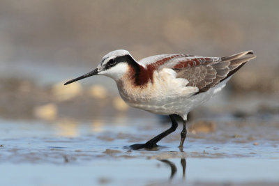 Wilson's Phalarope