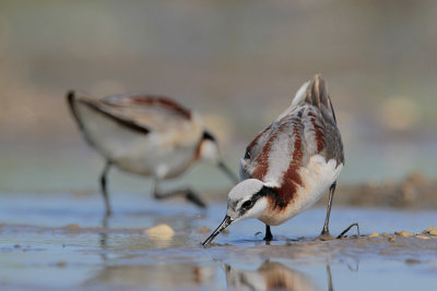 Wilson's Phalarope