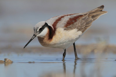 Wilson's Phalarope