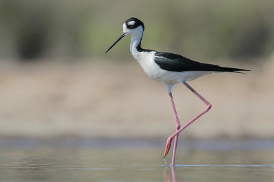 Black-necked Stilt