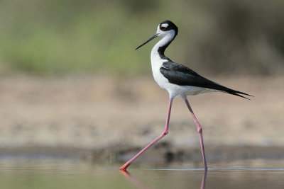 Black-necked Stilt