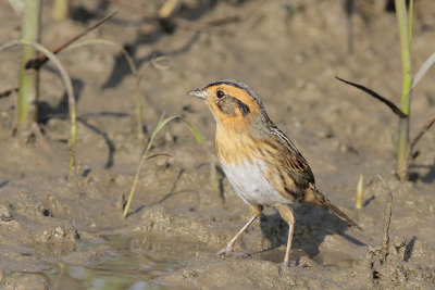 Nelson's Sparrow