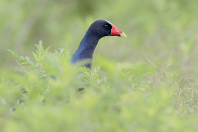 Purple Gallinule