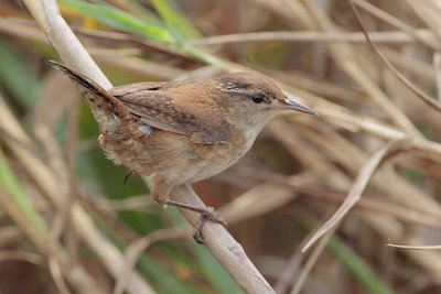 Marsh Wren