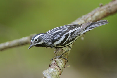 Black-and-white Warbler