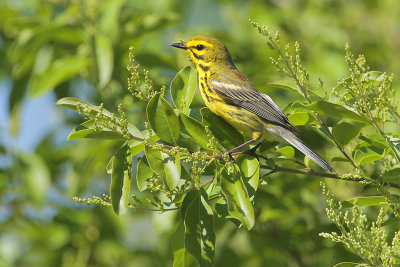 Prairie Warbler