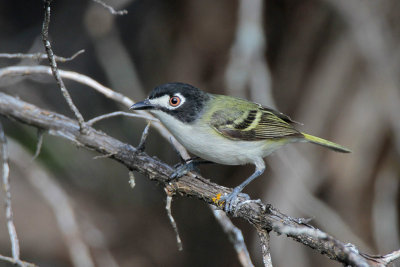 Black-capped Vireo