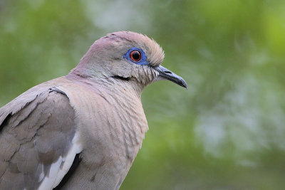 White-winged Dove